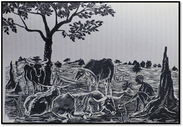 Cattle: the life-blood of Shona Society