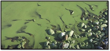 Cyanobacteria levels in Harare’s water supplies is a bio-index for bad governance