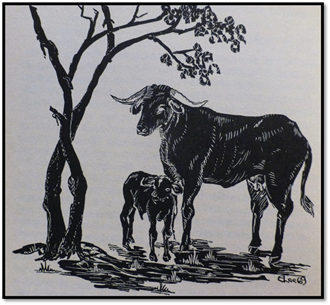 Cattle are our Bank