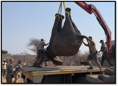 A Success story…Zimbabwe relocates wildlife from Savé Valley Conservancy to Sapi Reserve within the Mana-Sapi-Chewore biosphere
