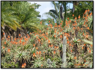 Ewanrigg Botanical Garden – a tribute to its creator Basil Christian
