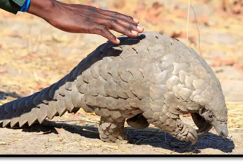 World Wildlife Crime Report – Pangolins