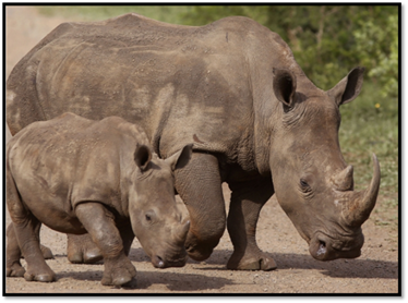 World Wildlife Crime Report – Rhino Horn