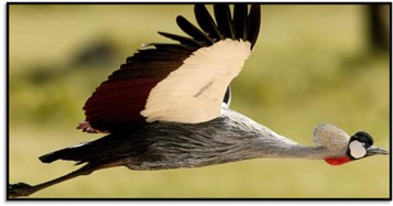 Matusadona National Park; African Parks in partnership with Zimbabwe Parks and Wildlife Management Authority (PWMA)