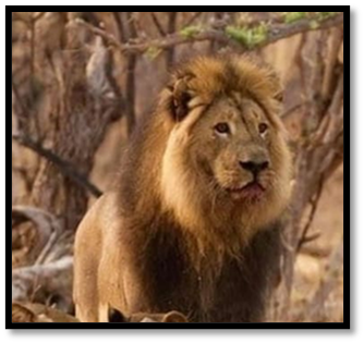 Mopane, a Hwange lion is wounded by a Bowhunter and like Cecil the lion left in agony for 24 hours before being killed