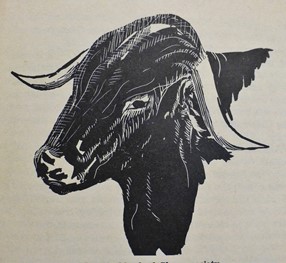 Cattle and Social Status
