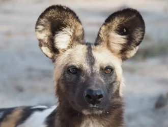 Painted Wolf; How did one of Zimbabwe’s most endangered wildlife species acquire so many names?