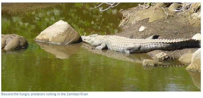 Chirundu | Zimbabwe Field Guide