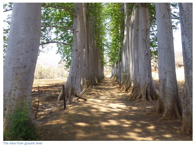 The Great Kapok Tree - Wikipedia