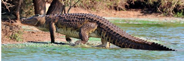 Chirundu | Zimbabwe Field Guide