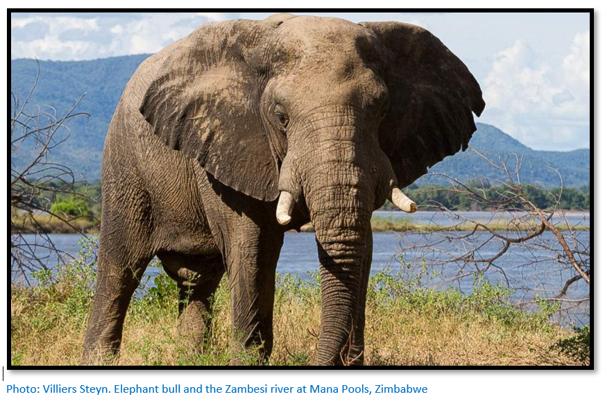 African Elephant Ivory