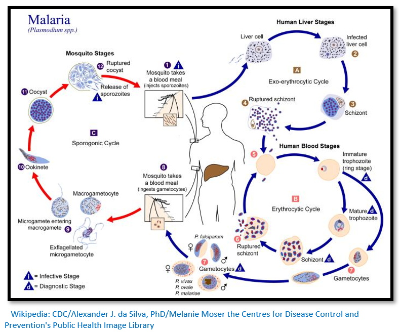 Could this breakthrough ‘that changes the course of public health ...