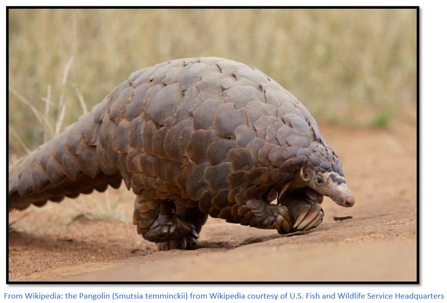 Saving the Pangolin from the Wildlife trade where they are being  increasingly trafficked | Zimbabwe Field Guide