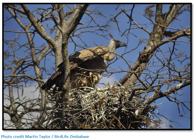 The surprising value and sorry fate of Zimbabwe's last vultures