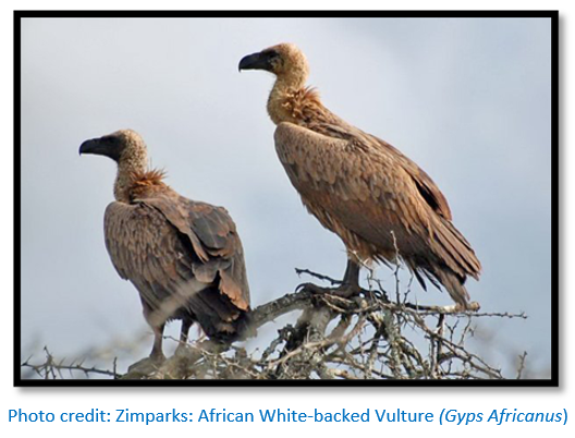Vultures of the world guide: how many species there are, and why