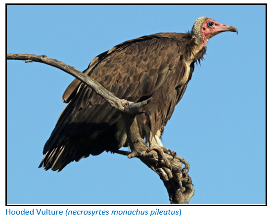 The surprising value and sorry fate of Zimbabwe's last vultures