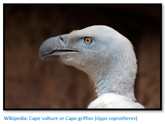 Vultures in Zimbabwe