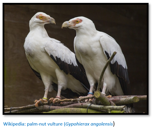 The surprising value and sorry fate of Zimbabwe's last vultures