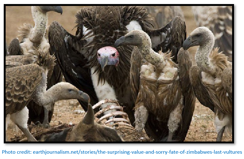 Vultures in Zimbabwe